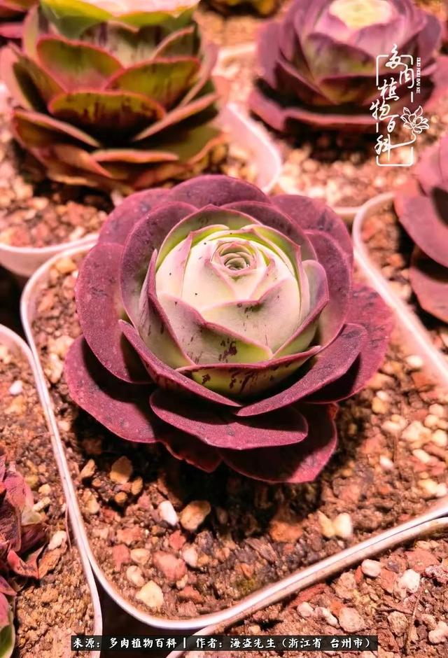 "金爸爸"又来看"金帕帕"了