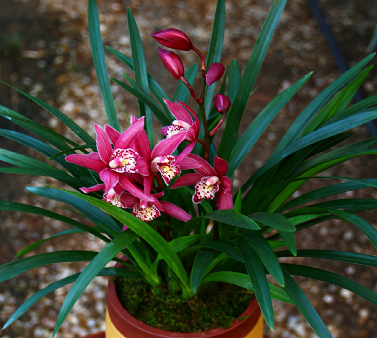 此花被誉为兰中贵妃花色艳丽花量巨大