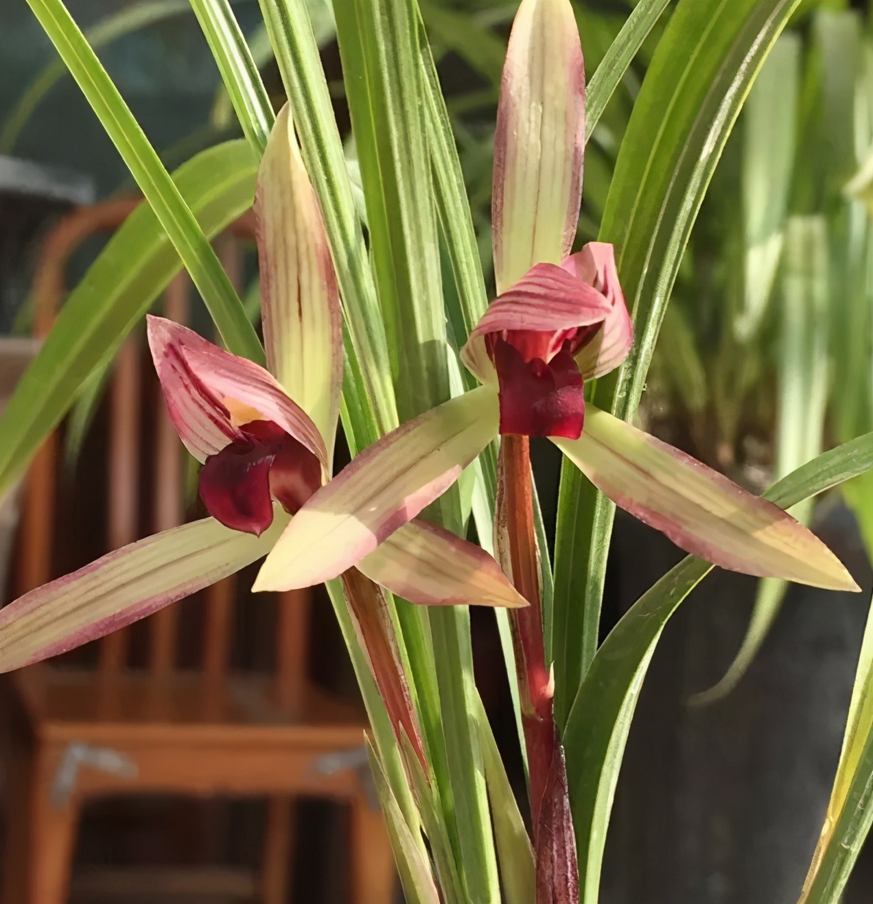 比其他纯色红素更好好看不止一倍,很多人看到滇红素兰花的第一眼就会