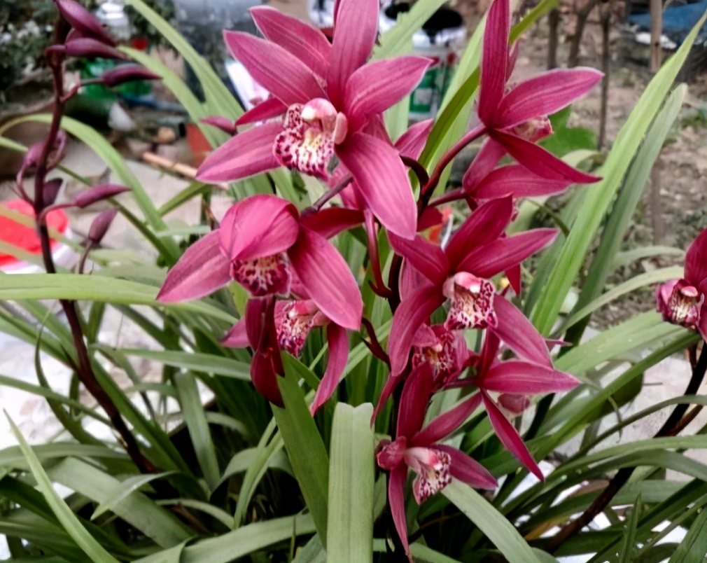 此花被誉为兰中贵妃花色艳丽花量巨大