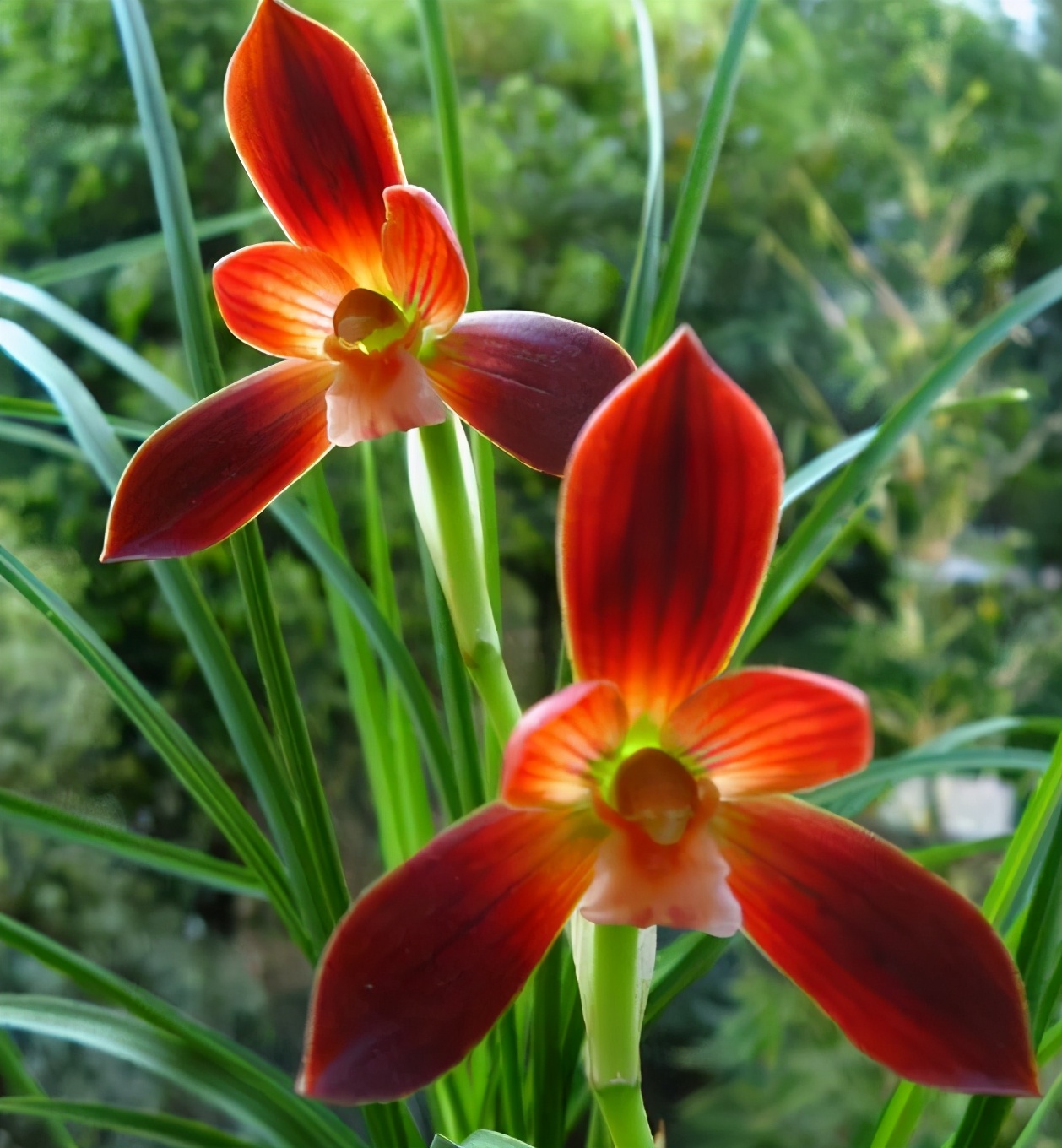 红河|兰花|花色_新浪新闻