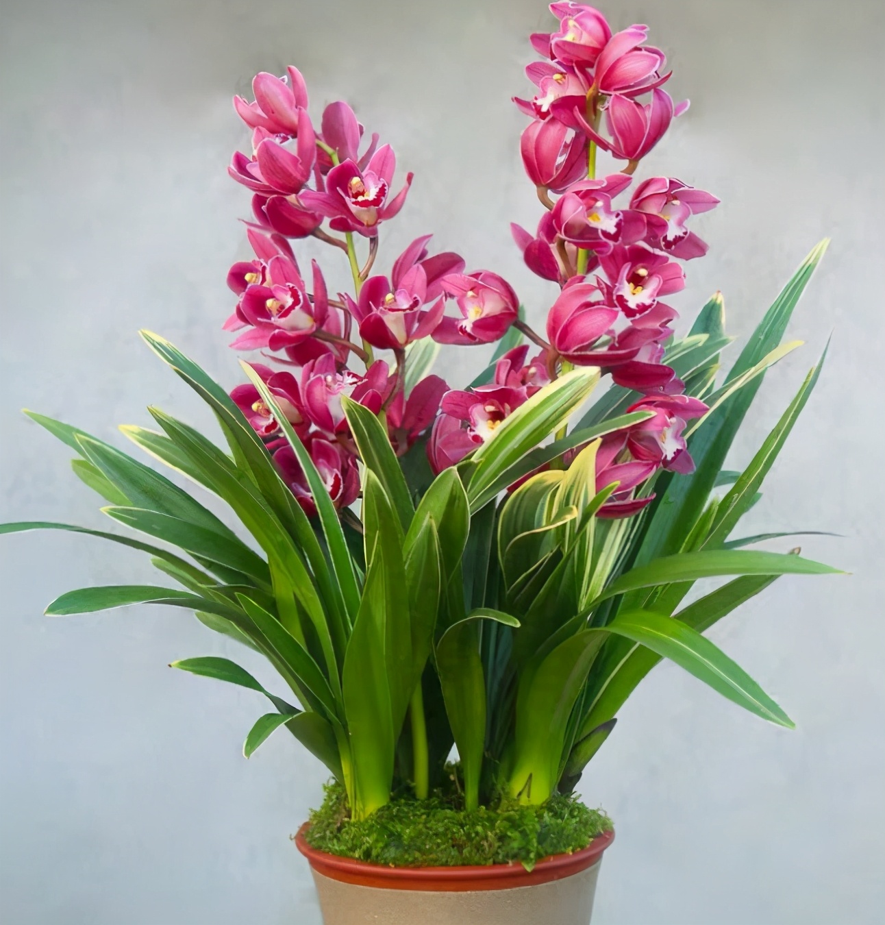 中国龙兰花价格100-200一苗的,随着兰圃的增多,此花的价格也是非常