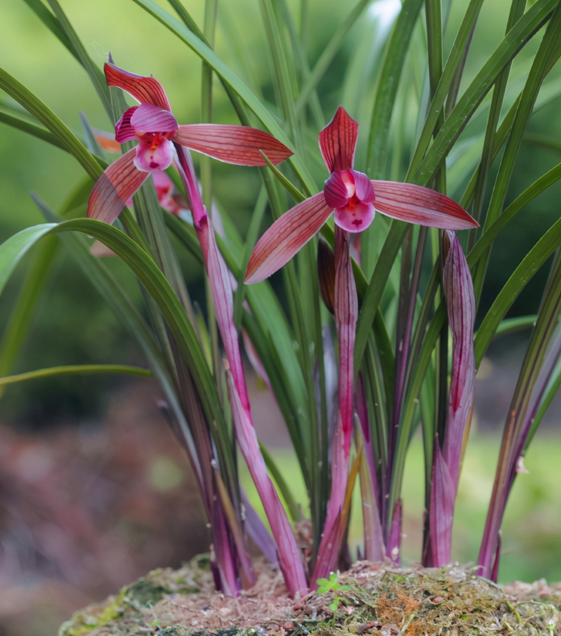 曾夺得兰展特金奖的兰花,顶级红素,红杆红花!