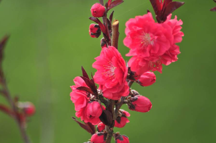 红叶碧桃的果实能吃吗