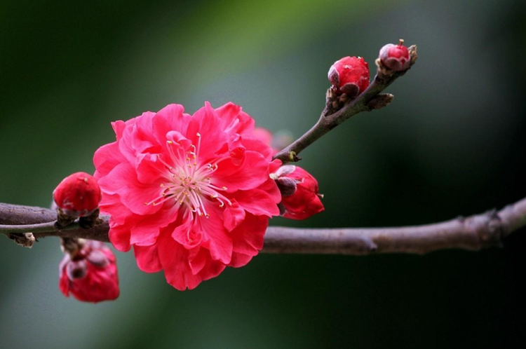 红叶碧桃的果实能吃吗