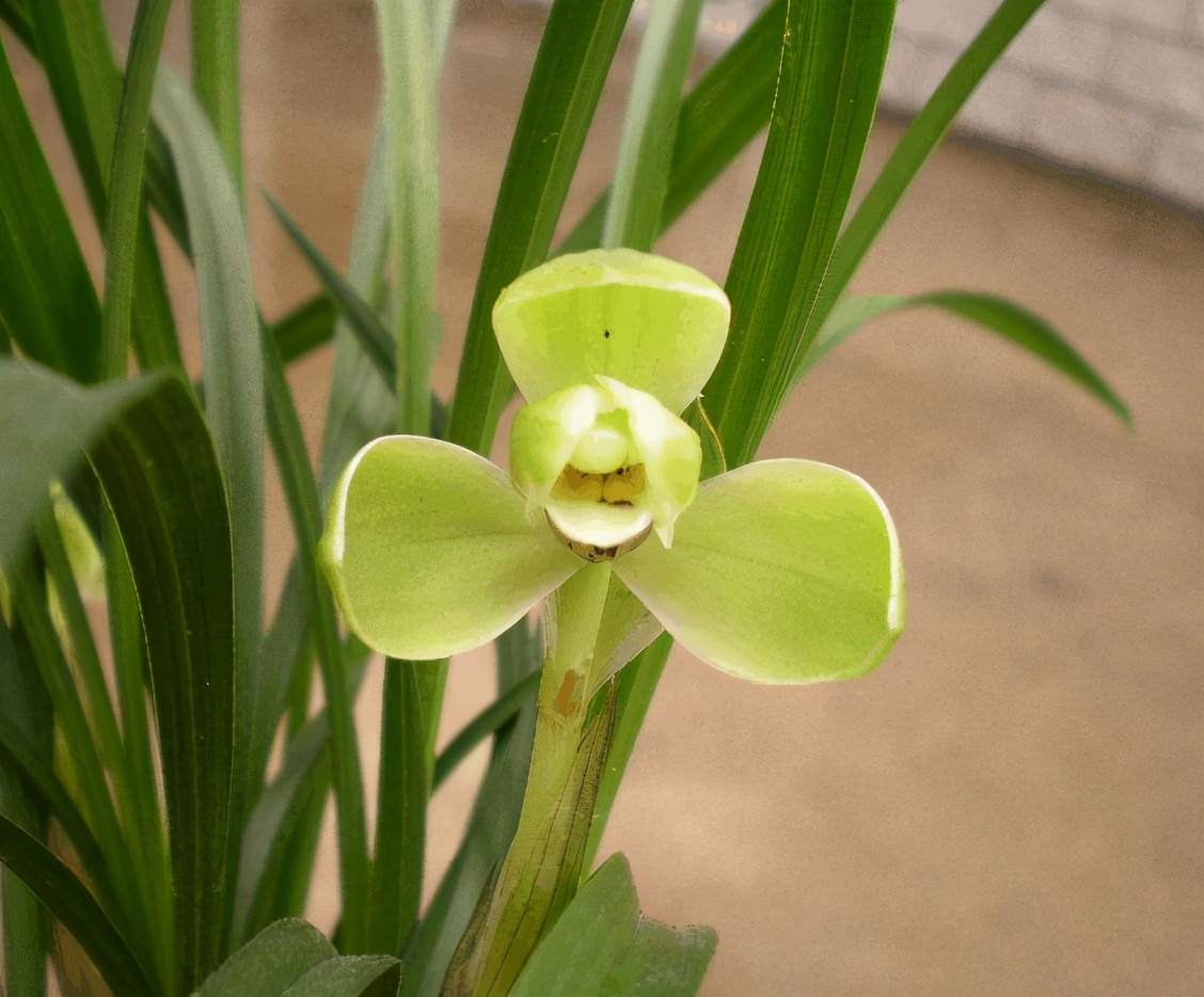 又名宋锦旋梅,下山于清朝时期,经过精心培育之后,绽放出正格梅瓣兰,它