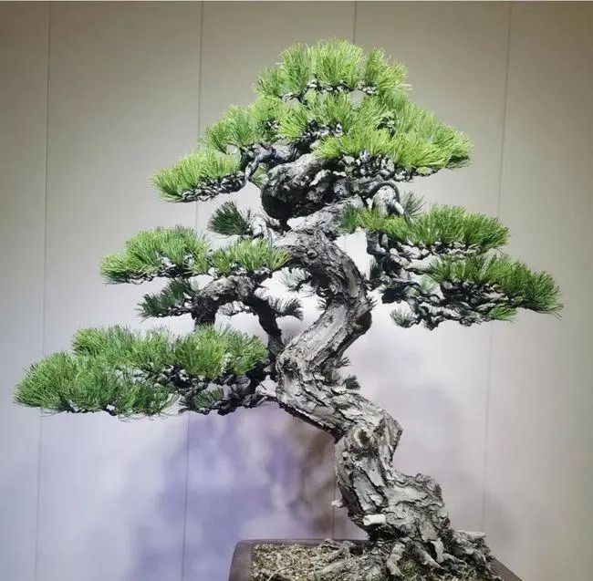 五针松造型以吊扎为主结合修剪以求回旋盘曲