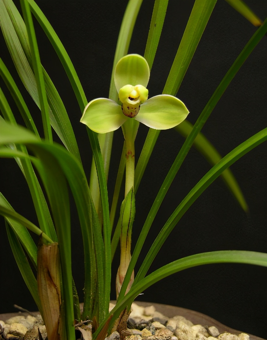 春兰梅瓣名品,兰香浓郁,花型正格,花期极长!|宋梅|春兰|兰花_新浪新闻