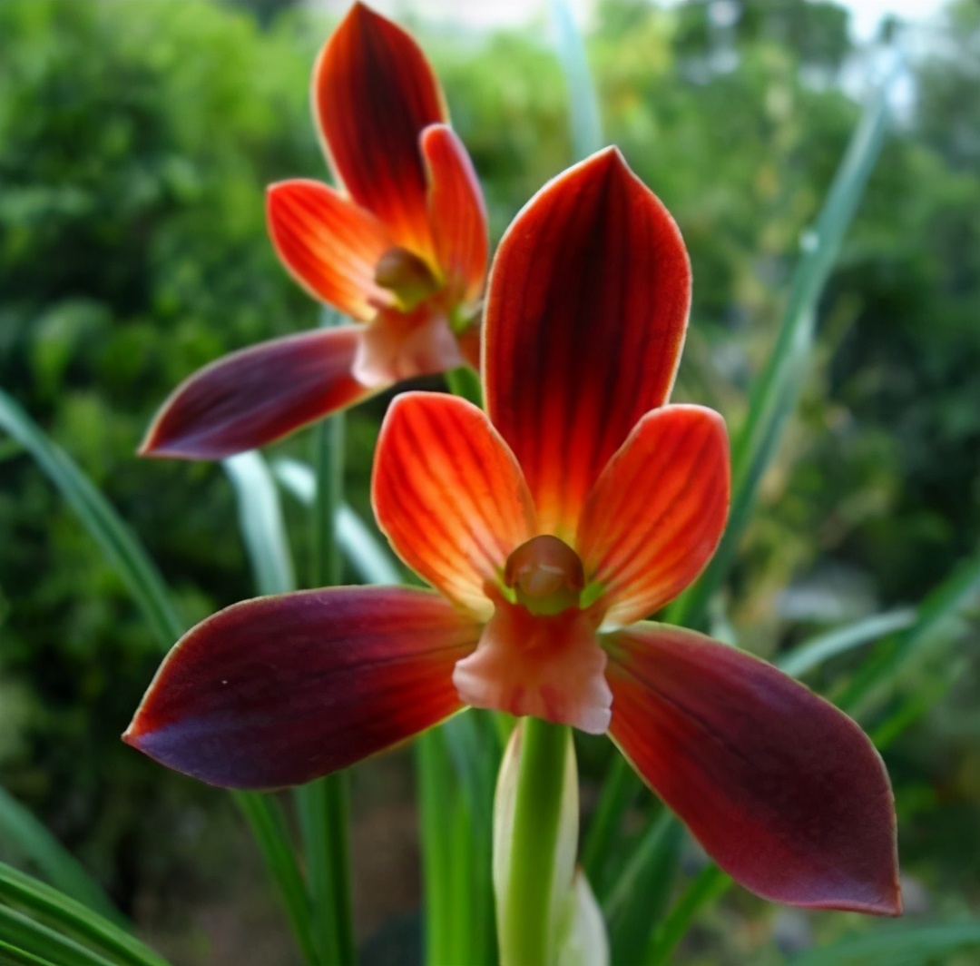 网红兰花"红河红",正格豆瓣,花开出架!