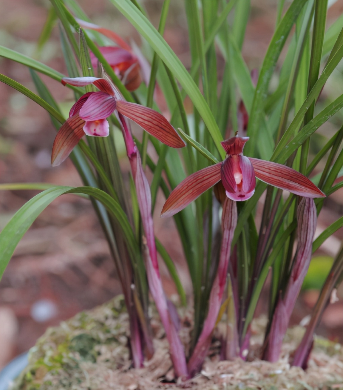 此花是春兰四大红花之首红杆红花香气浓郁