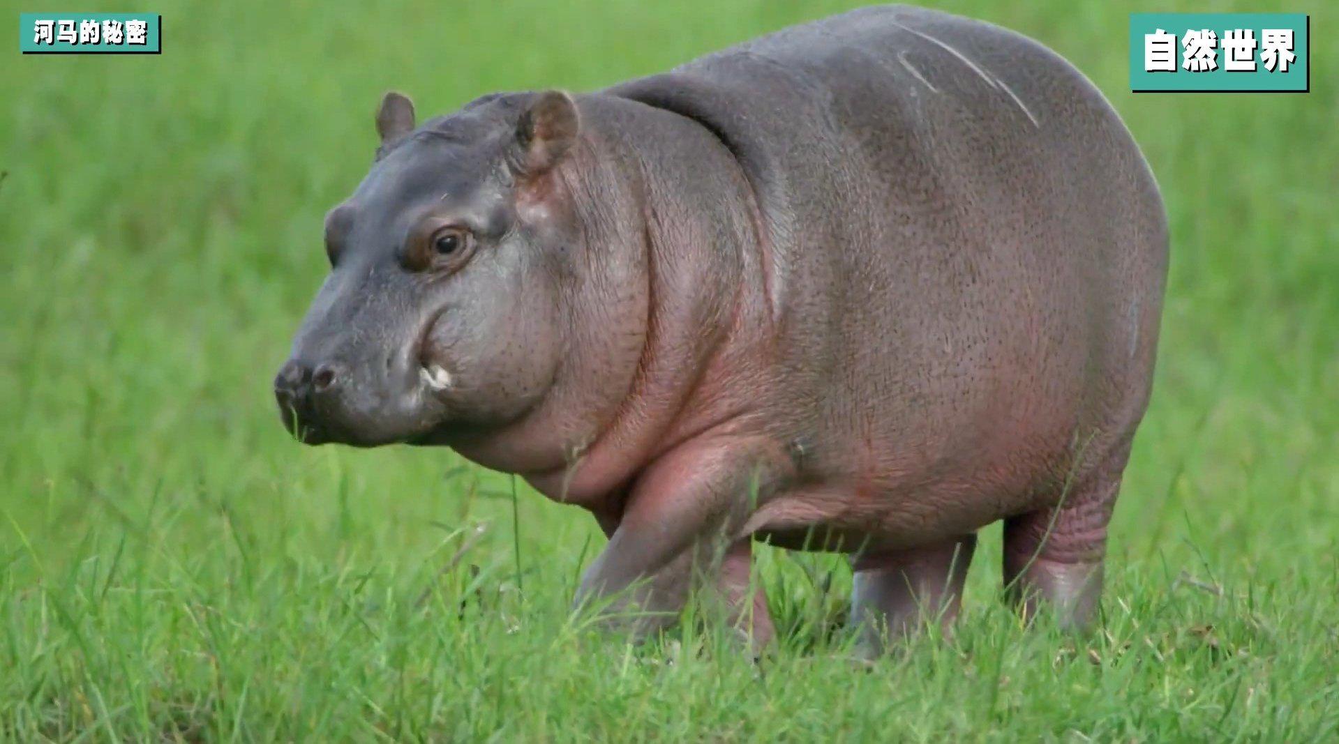 河马会游泳吗? do hippos swim