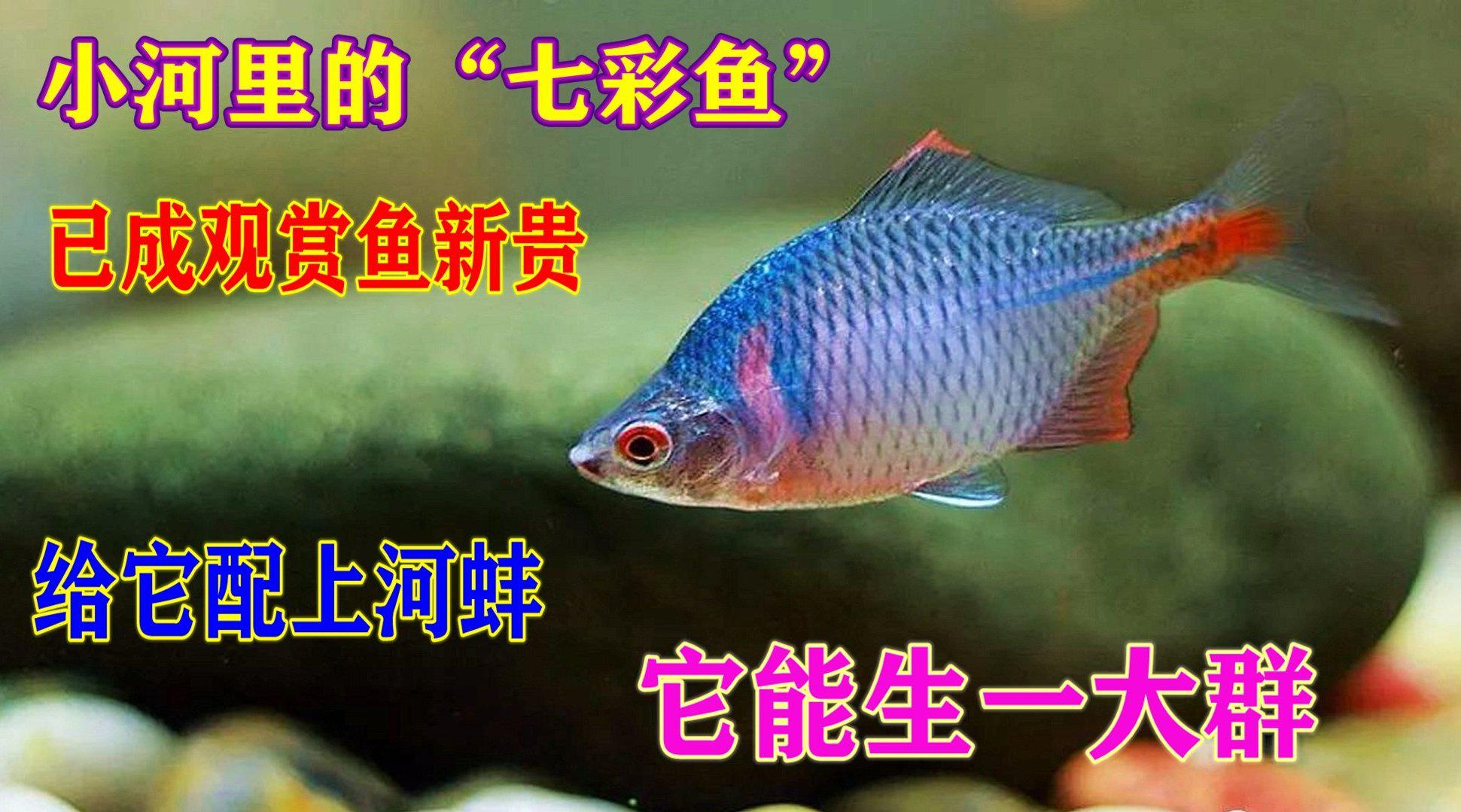 小河里的"七彩鱼"已成观赏鱼新贵