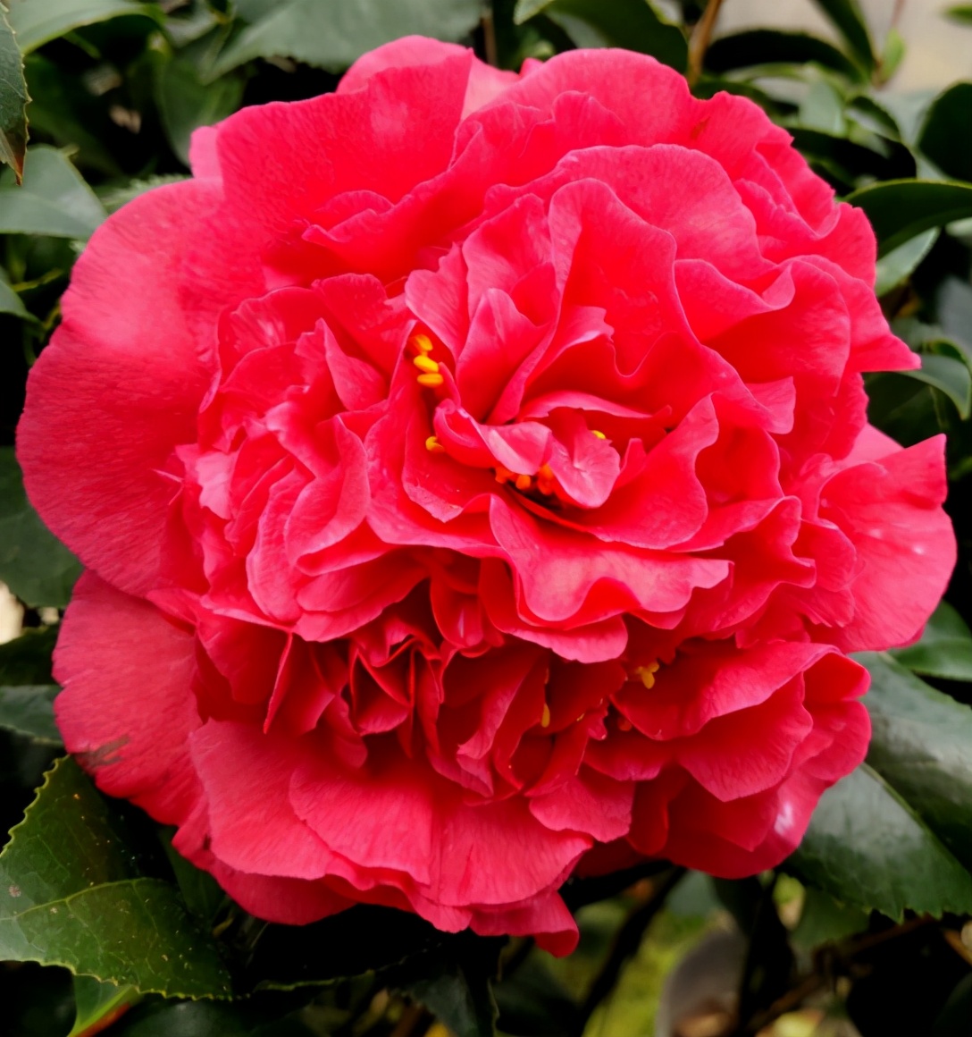 这款花卉,比牡丹艳,比香薰香!|香薰|牡丹|茶花_新浪新闻