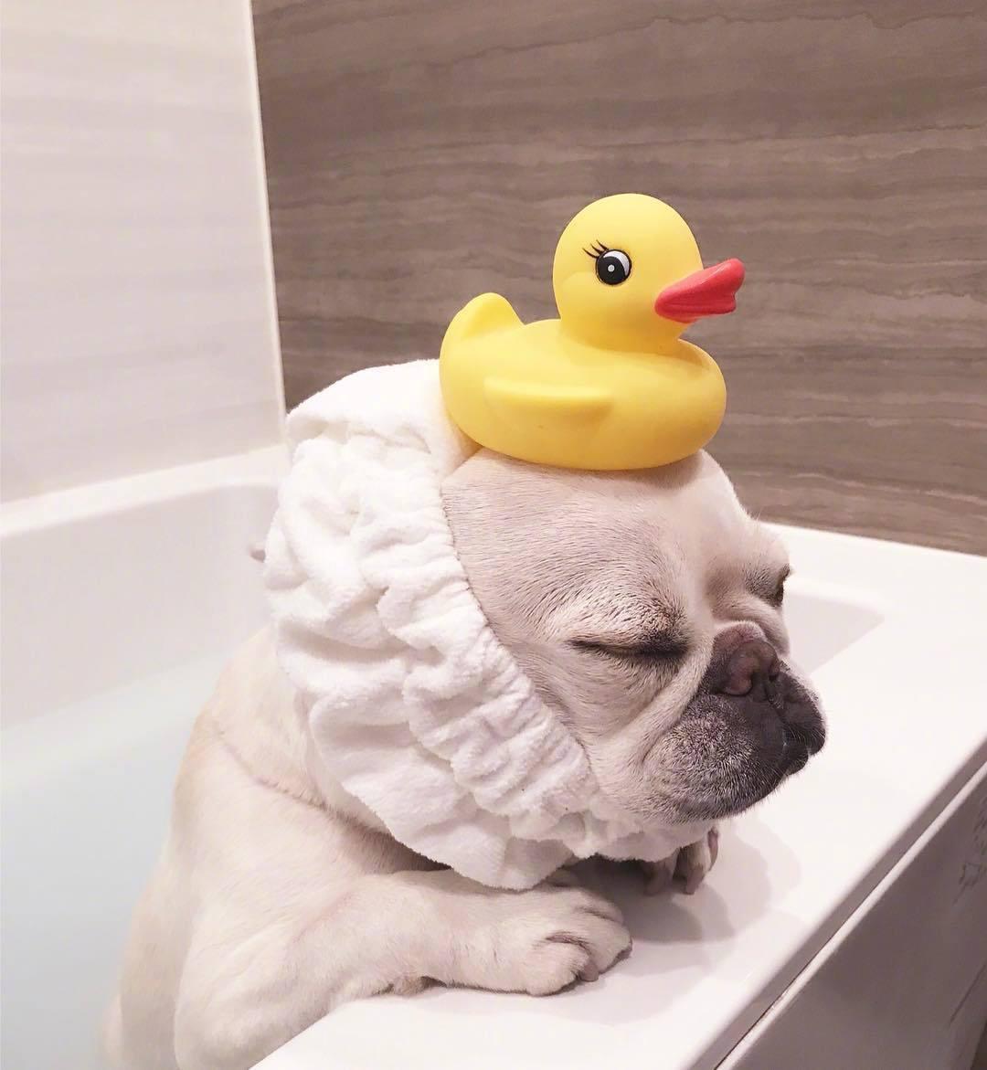 太原生活百科小法斗