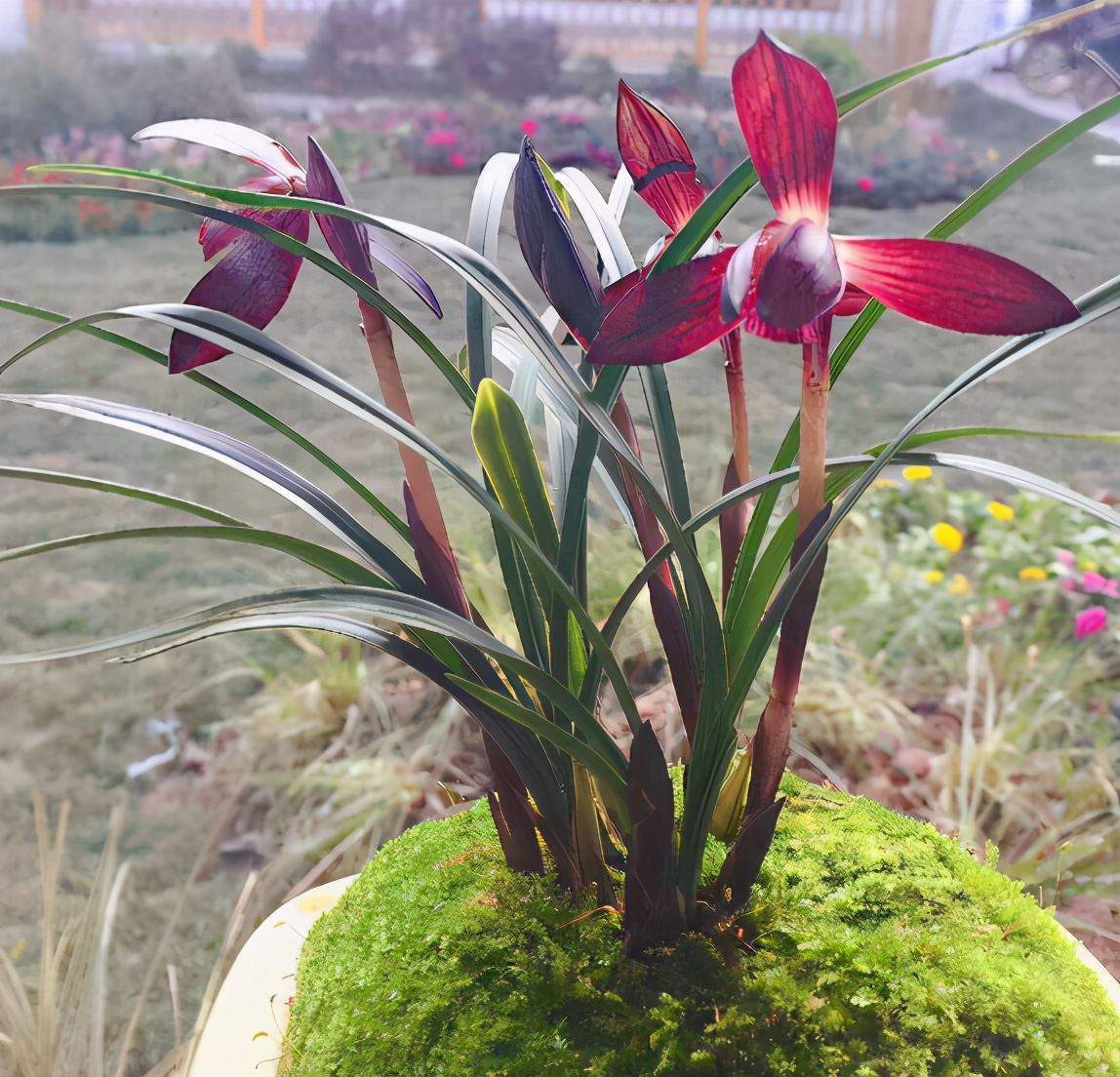 兰花的价格(万字兰花的价格)