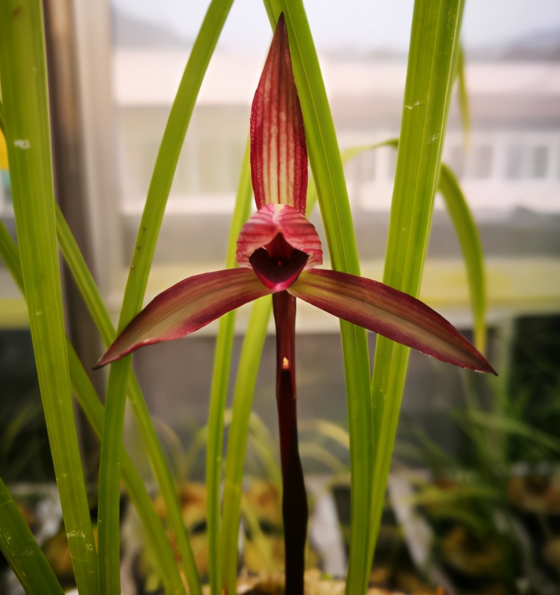 云南|滇红|兰花_新浪新闻