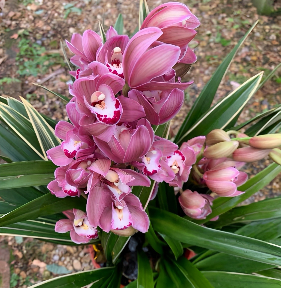 兰花名品“中国龙”，花色艳丽，花量极大，兰香幽远！