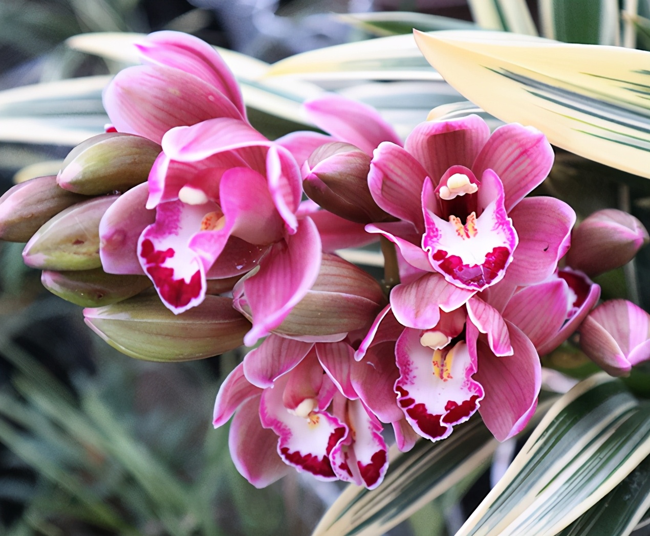 中国龙兰花的花量是非常大的,一杆能开几十朵,花量极大,开的非常多