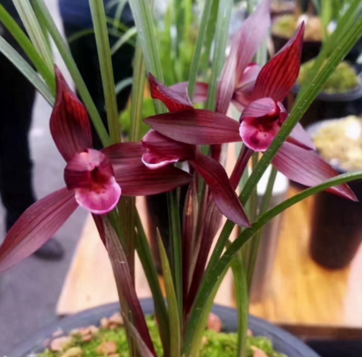 此花是春兰四大红素之首,花色红润,捧瓣鲜红!