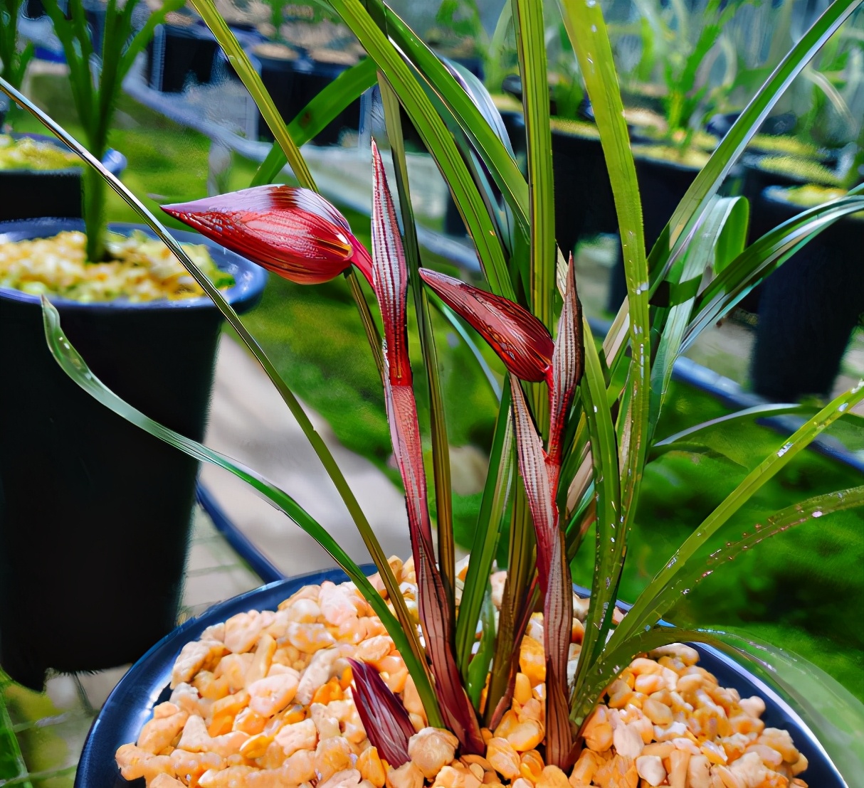 这种兰花一开花香飘满屋越养越值钱