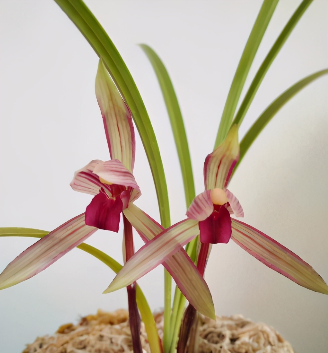 此花是春兰顶级红素红杆红花香气浓郁