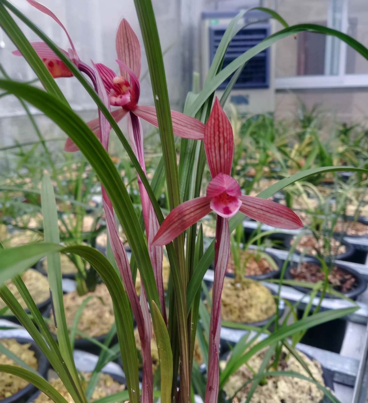 德都红花七味丸怎么样「德都红花七味丸怎么样好吃吗」