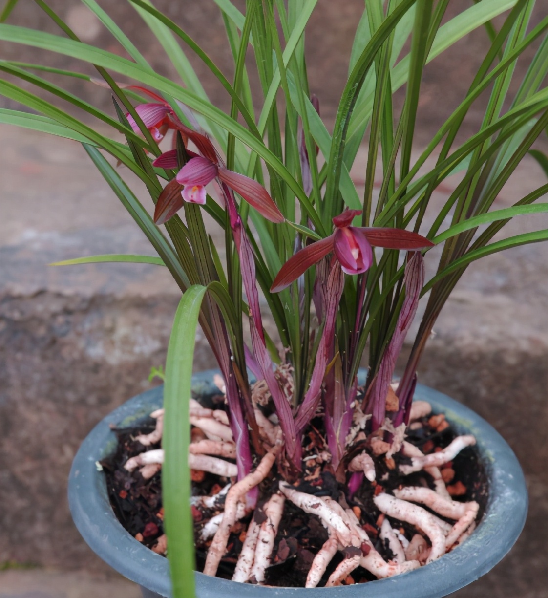 曾夺得兰展特金奖的兰花,顶级红素,红杆红花!