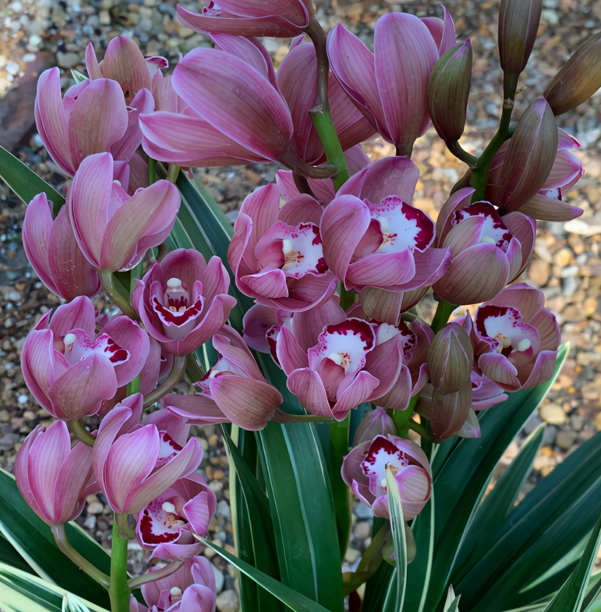 此花就是——中国龙兰花,中国龙兰花是一种价格不菲的名品兰花,此兰的