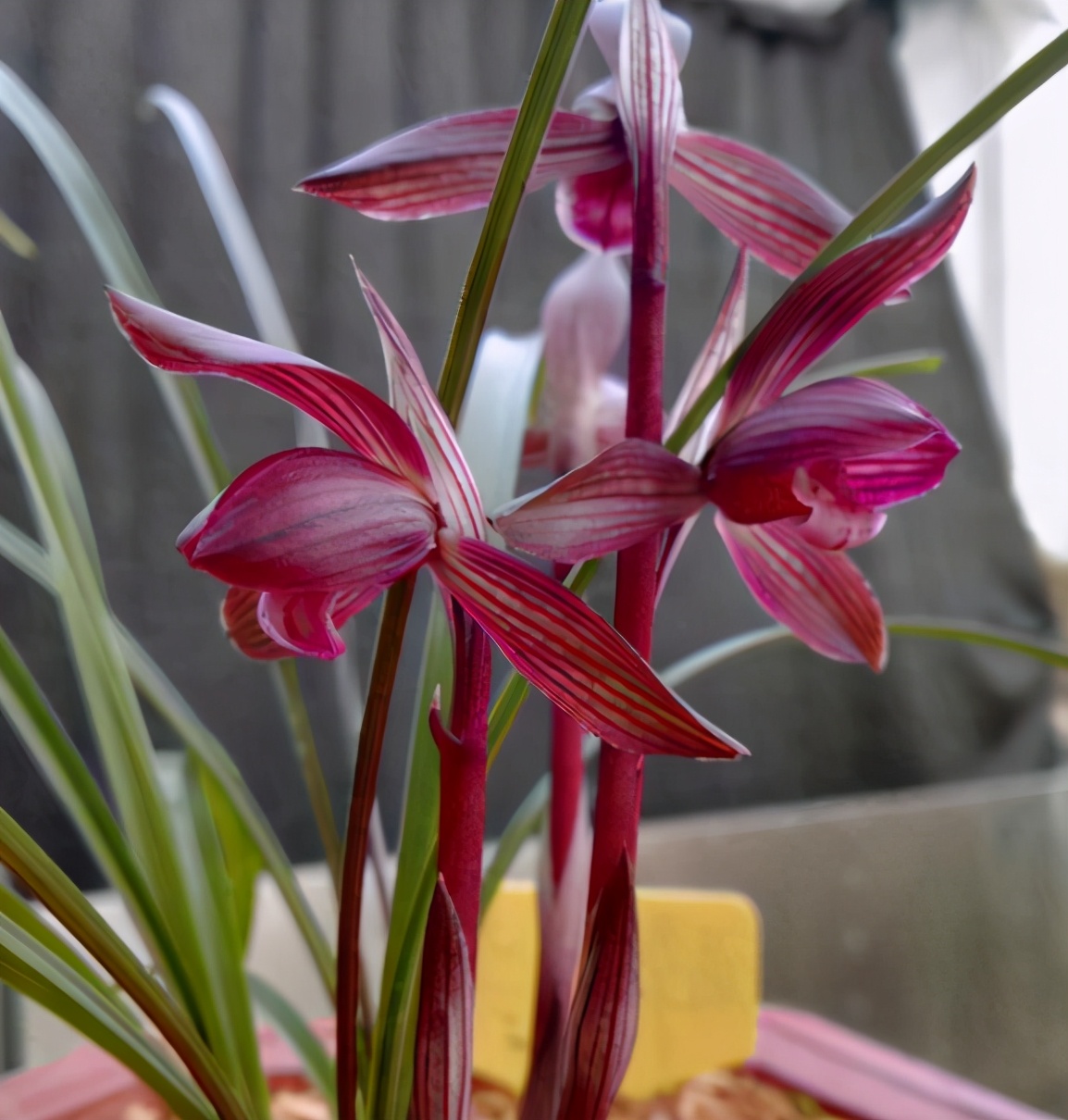 云南|兰花|红花_新浪新闻