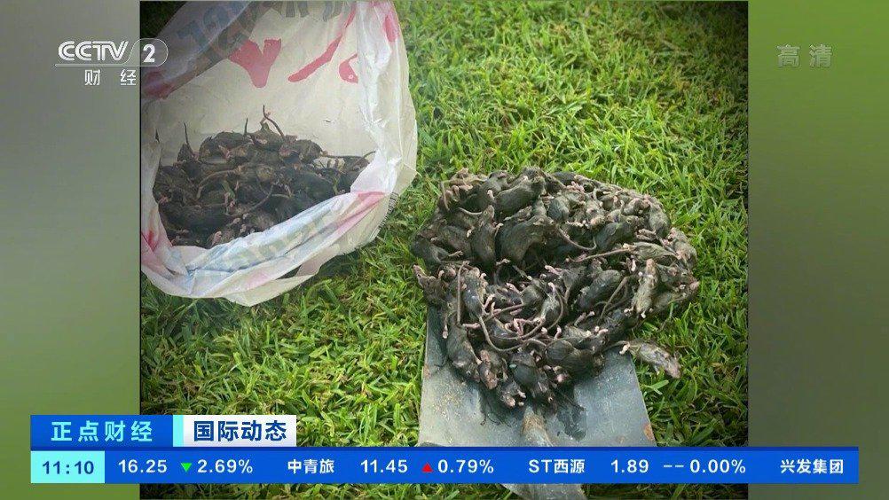 澳大利亚老鼠成灾 居民:每天能抓200只