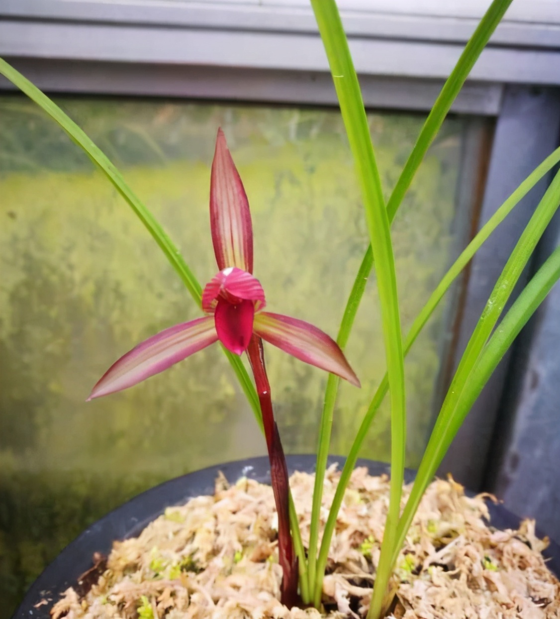 此花是春兰顶级红素红杆红花香气浓郁