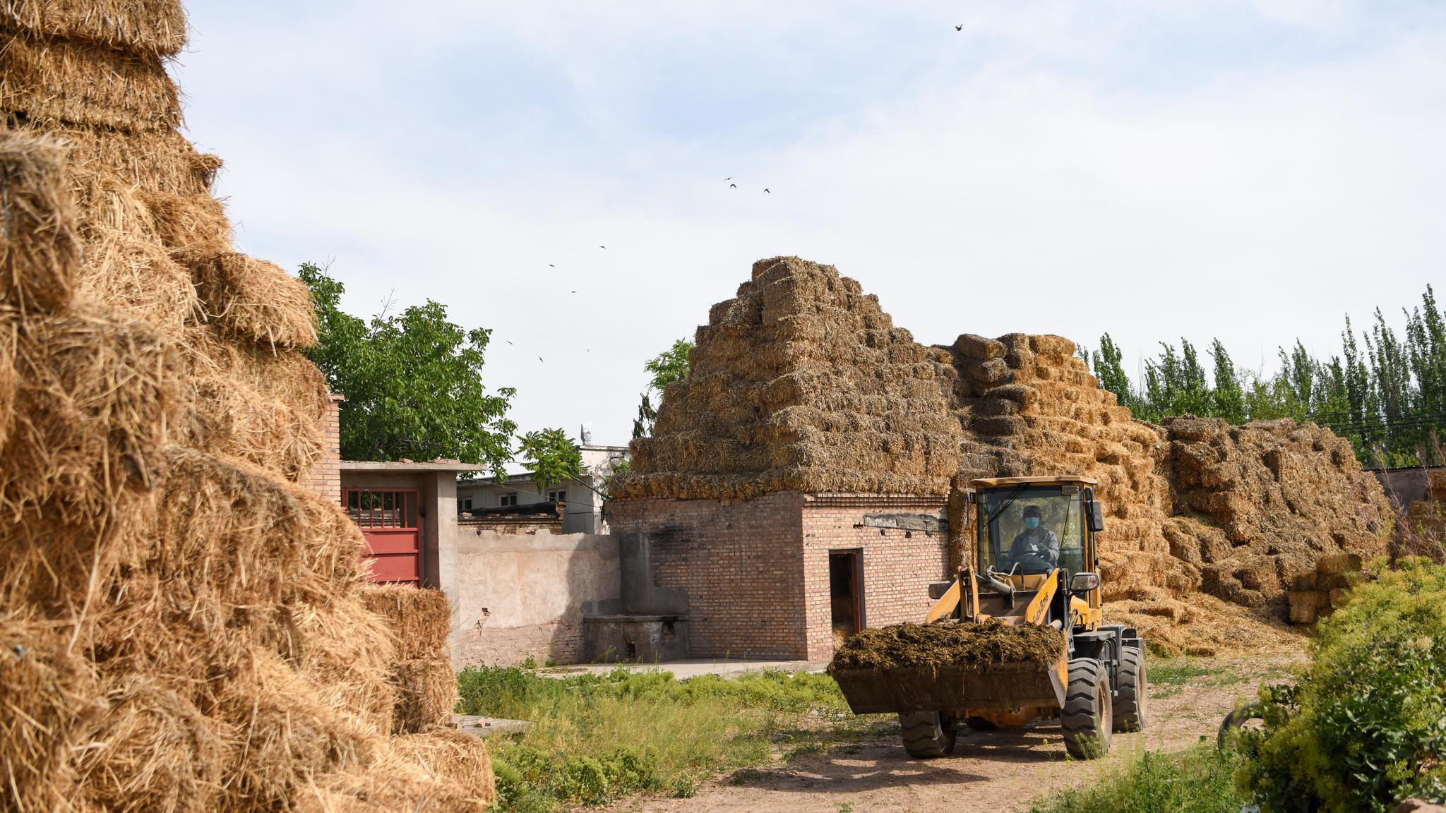 新疆伊宁县:规模化养殖 助力增收致富