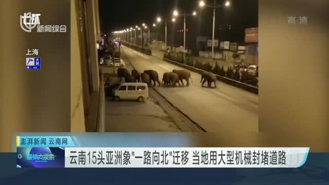 云南15头亚洲象“一路向北”迁移  当地用大型机械封堵道路