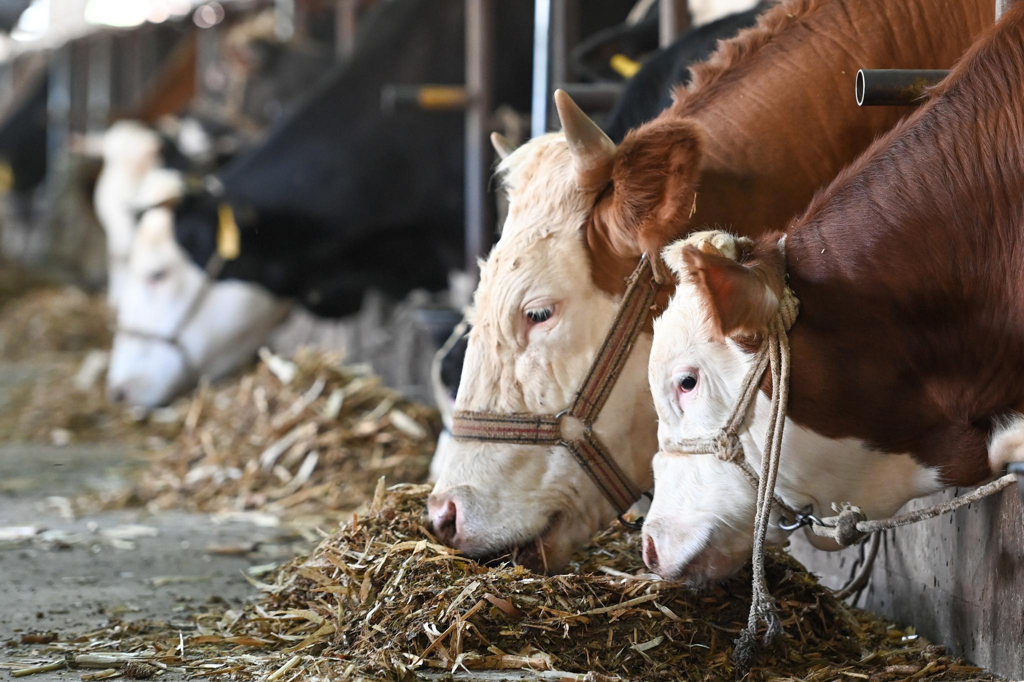 这是在伊宁县浩远家庭农场拍摄的农户养殖的牛(5月27日摄).