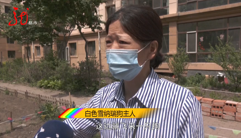 眼瞅着自家宠物狗被咬死却无能为力，哈尔滨女子下楼遛狗遭遇恐怖一幕！休闲区蓝鸢梦想 - Www.slyday.coM