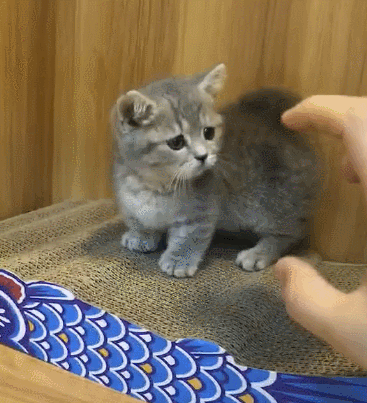 367_403gif 动态图 动图