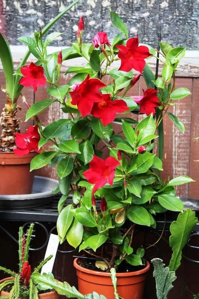 花朵灿烂的飘香藤