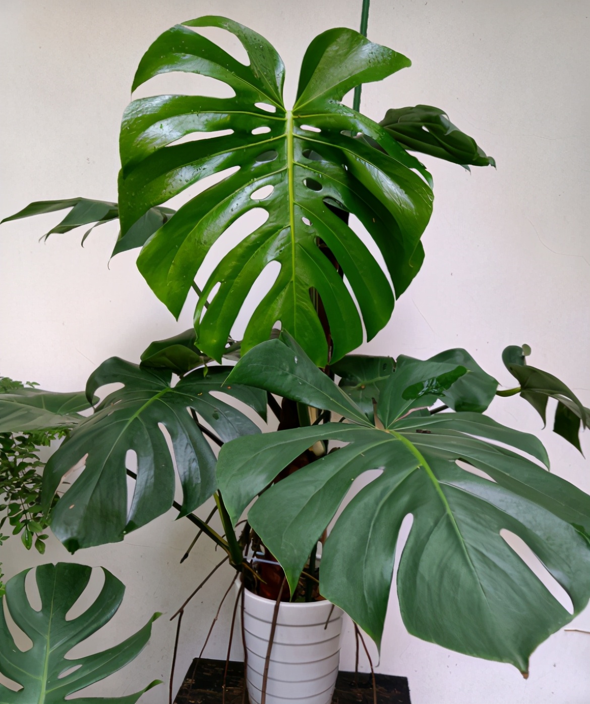 龟背竹夏季有"三怕",这是烂根烂叶的主要原因,避免才能长爆盆|龟背竹|