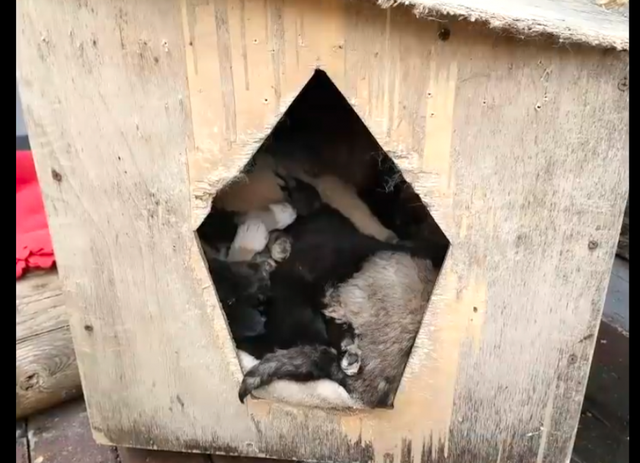 6只小流浪狗闯入家中,阿姨好心收留它们,自家狗也主动让出狗窝