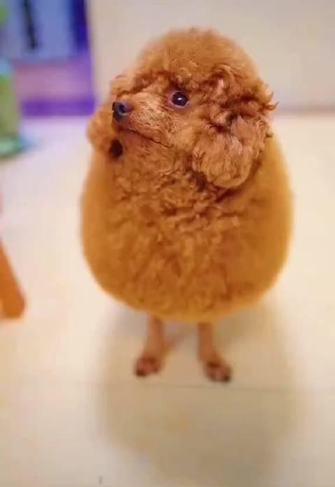 一只像绵羊的狗