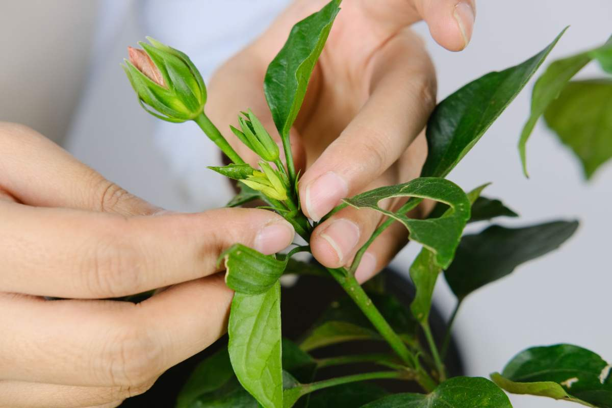 教你如何修剪花卉,花卉越剪越旺!