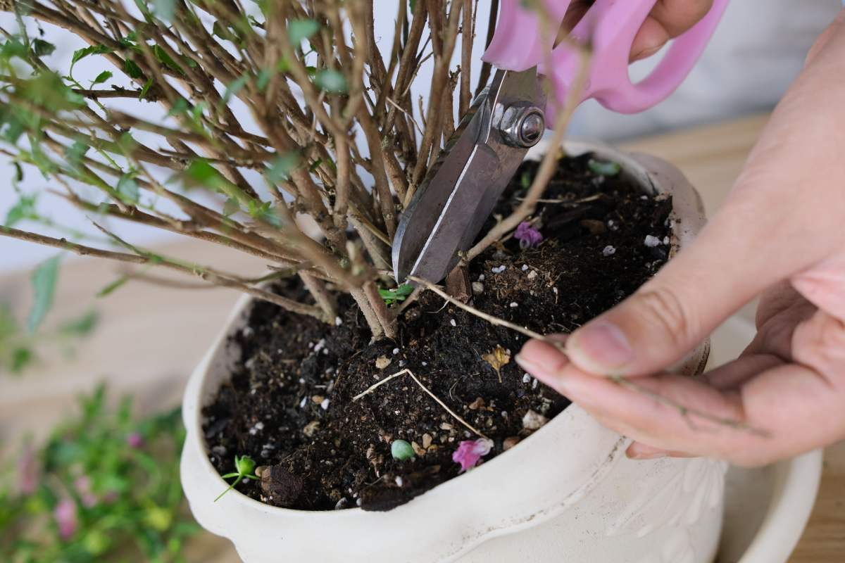 教你如何修剪花卉,花卉越剪越旺!