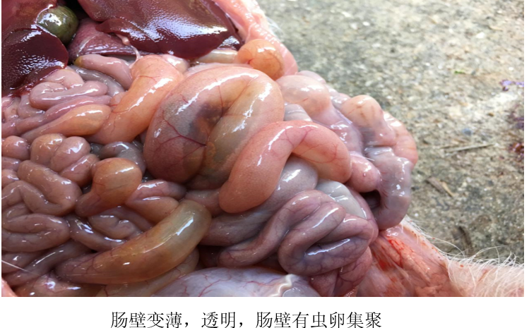 新生仔猪腹泻-球虫|仔猪|球虫|球虫病_新浪新闻