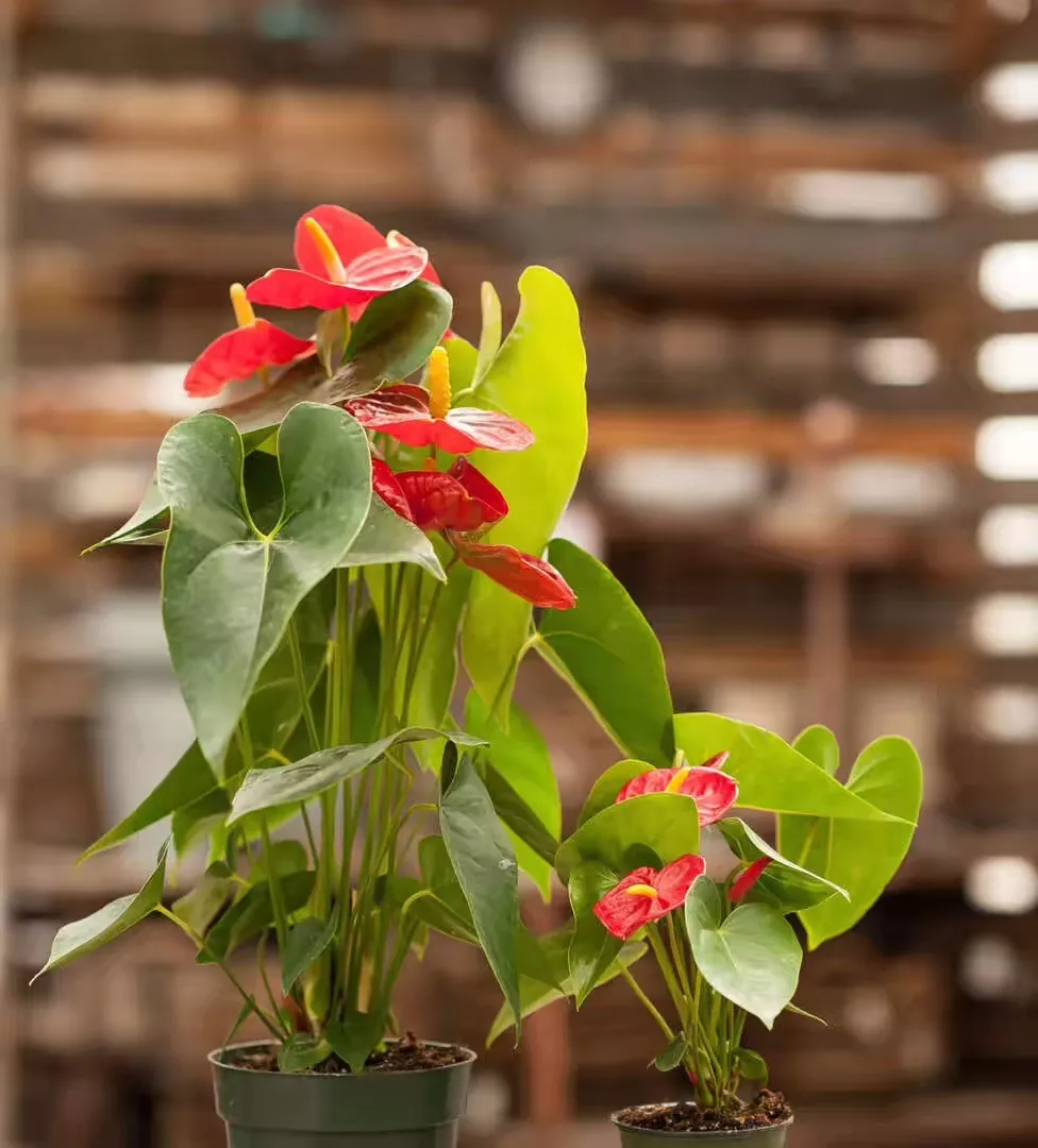 好看小巧的室内观花植物这几种不要错过了