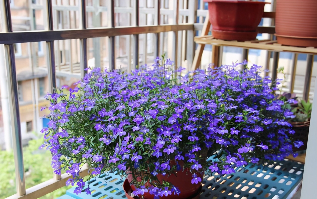 翠蝶花,和阳台很搭的盆栽草花,花色绚丽多彩,好看又好养!