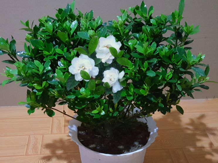 栀子花其实不难养,盆栽注意3点,叶子油绿开花勤|栀子花|盆栽|养护_新浪新闻