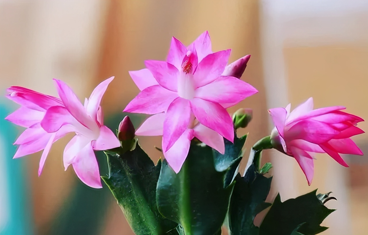 蟹爪兰仙人指和假昙花你能分清吗