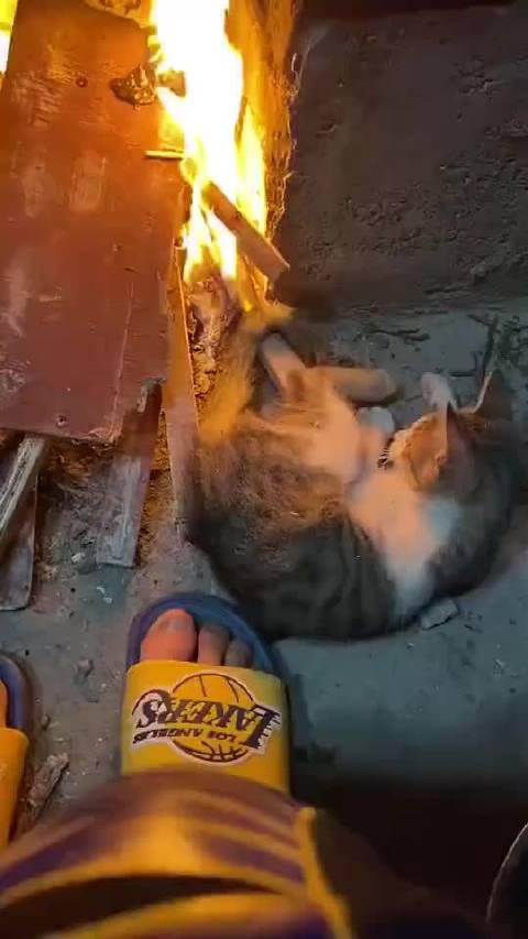 尾巴:我着火了,憨批……猫咪:喔,还挺悦目啊!