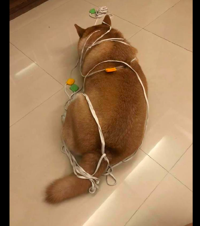 柴犬玩绳子竟把自己绑住了原谅我笑了端午节特制的狗肉粽子
