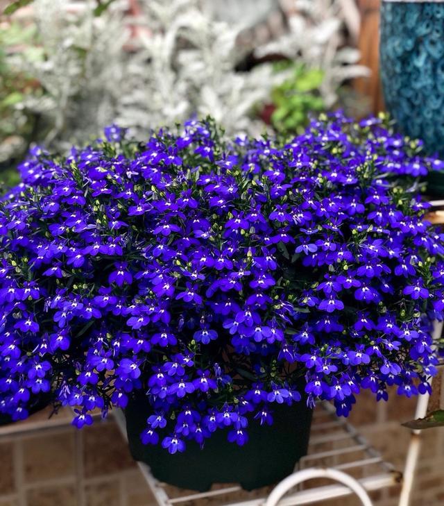 翠蝶花,和阳台很搭的盆栽草花,花色绚丽多彩,好看又好养!